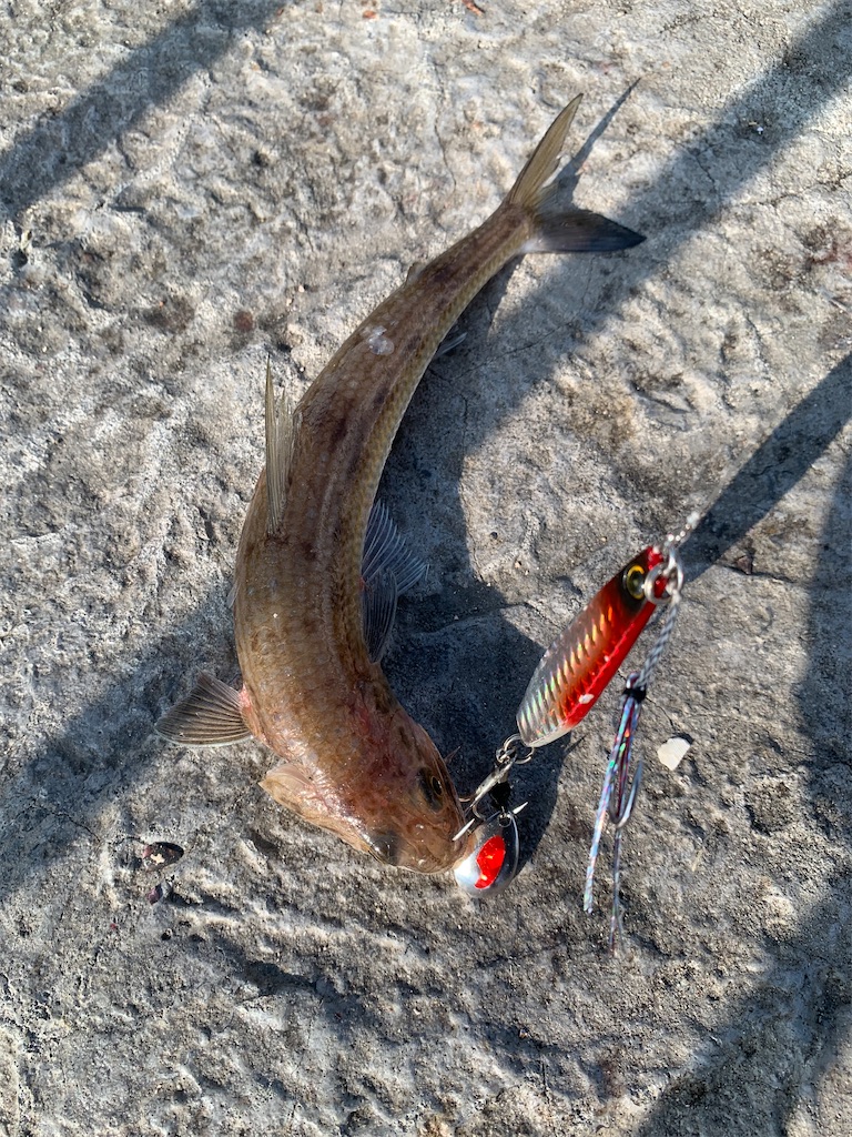 f:id:Kobe_Angler:20250803124156j:image
