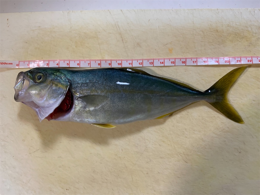 f:id:Kobe_Angler:20250803124308j:image