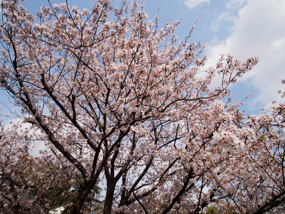 f:id:Kochab:20210404051938j:plain