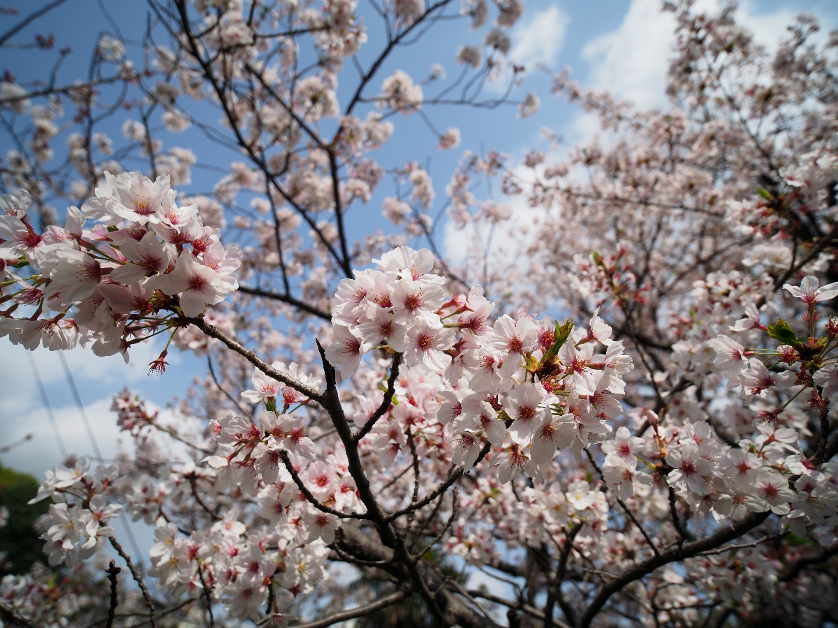 f:id:Kochab:20210404052132j:plain