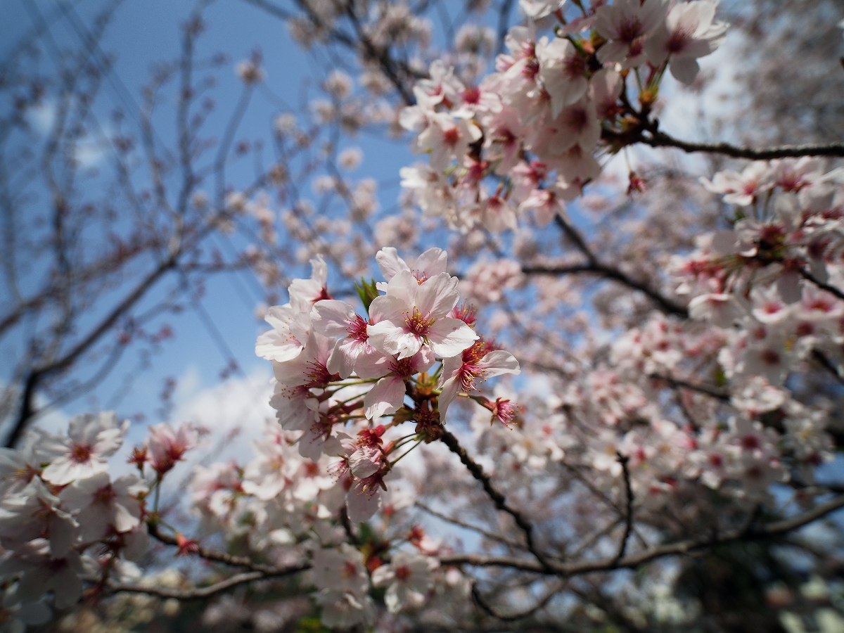 f:id:Kochab:20210404052206j:plain