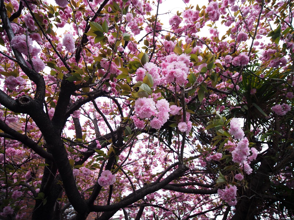 f:id:Kochab:20210414171537j:plain