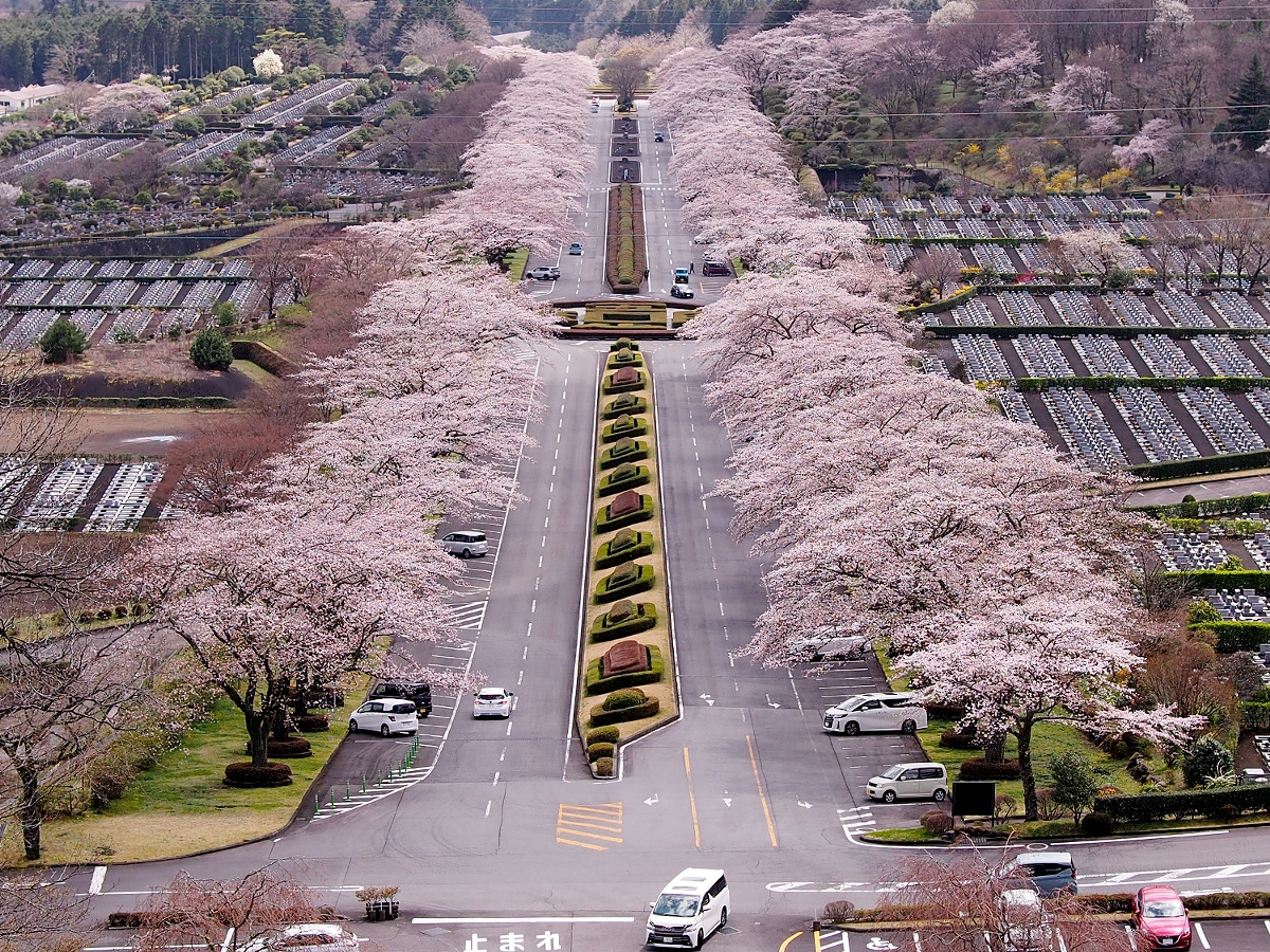 富士霊園の桜 | 富士霊園 園内地図 , 富士山周辺の桜の名所・見頃 – EKCVYK