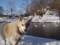 故犬を偲ぶ