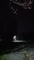夜桜