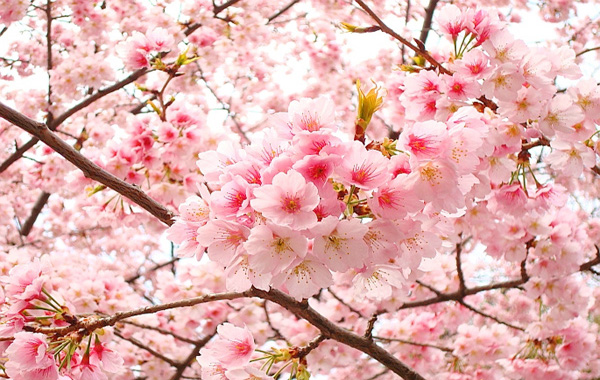 f:id:KokoronoNiwa:20170307152719j:plain f:id:KokoronoNiwa:20170307152719j:plain