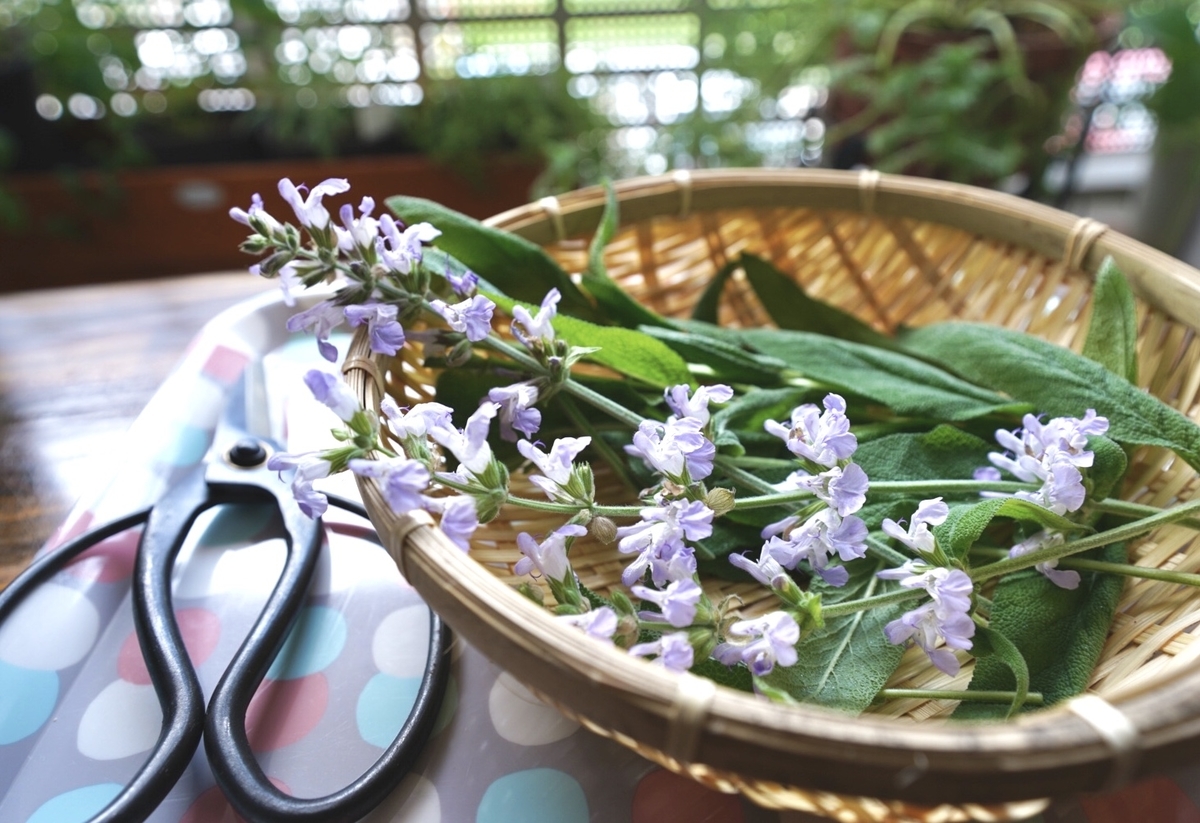 f:id:Komatsuzakiaya:20210513154508j:plain