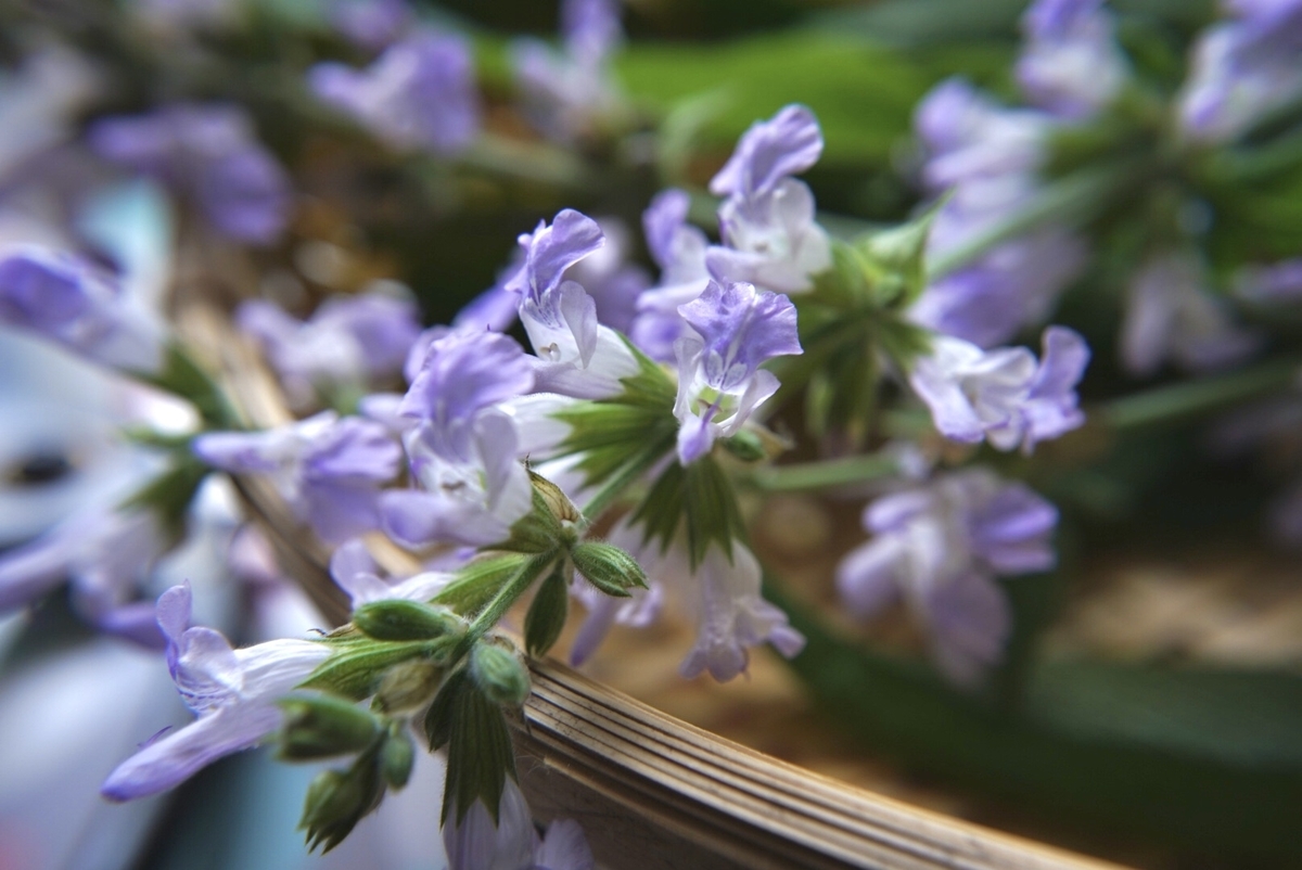 f:id:Komatsuzakiaya:20210513154514j:plain