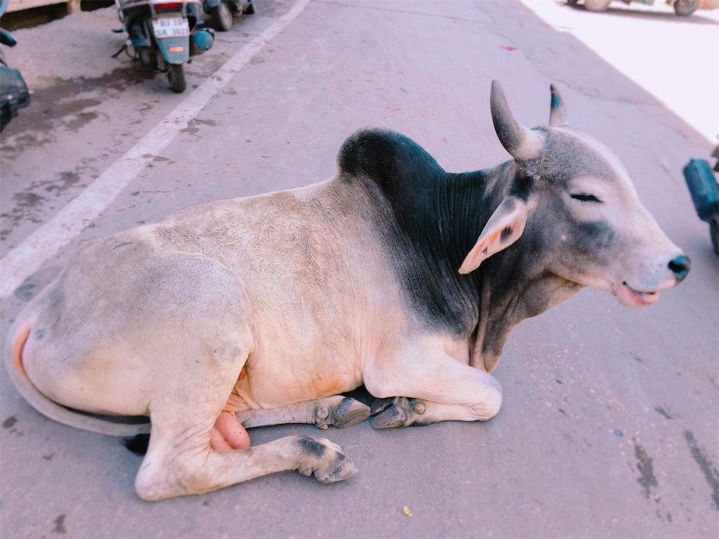 f:id:Kona-india:20161024213044j:image