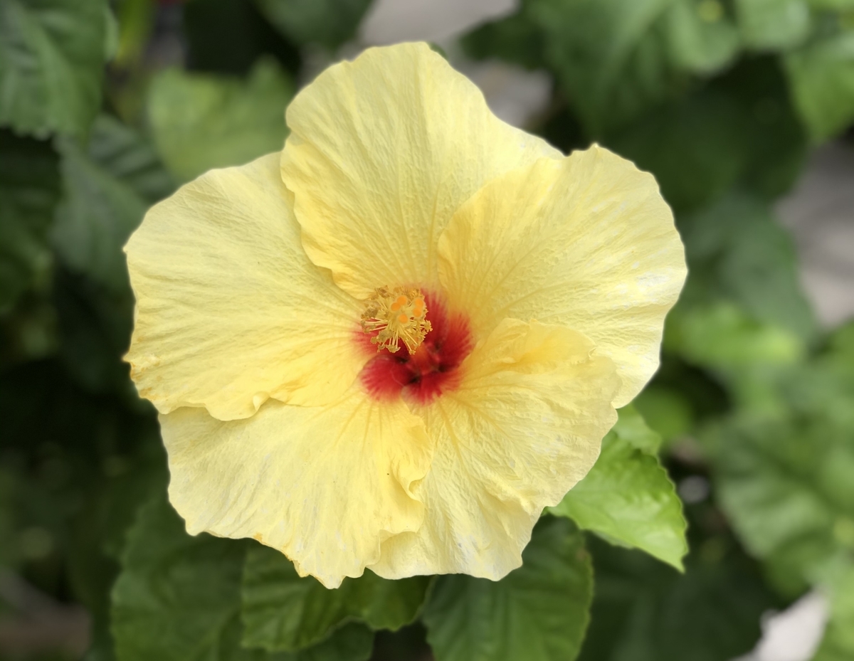 f:id:KonaHawaii:20200530121603j:plain f:id:KonaHawaii:20200530121603j:plain