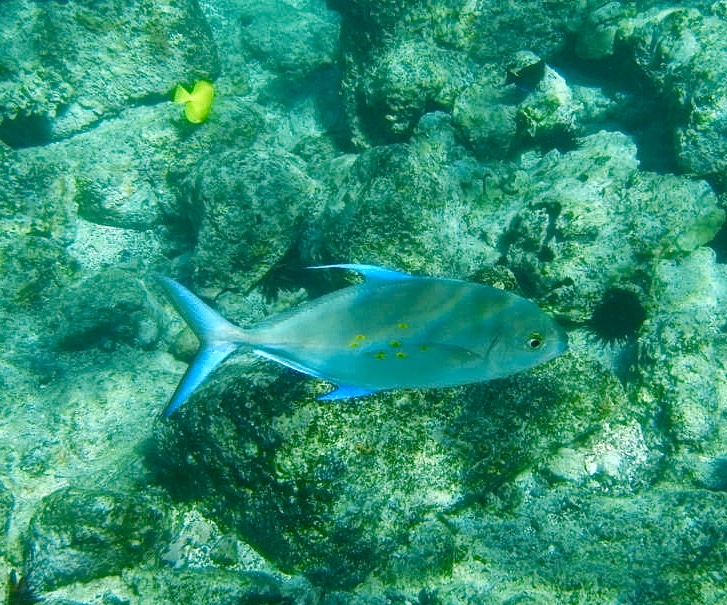 f:id:KonaHawaii:20200821105615j:plain