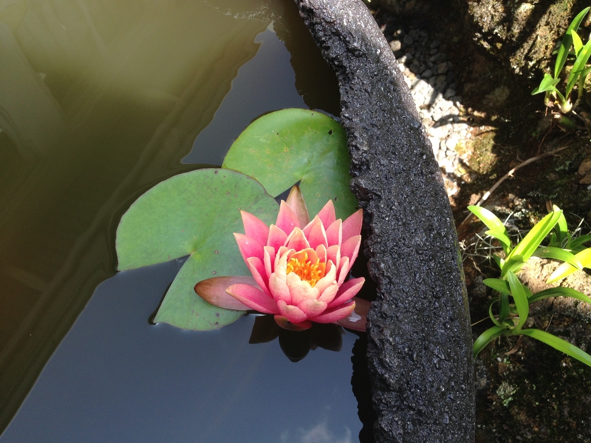 f:id:KonaHawaii:20200823113701j:plain