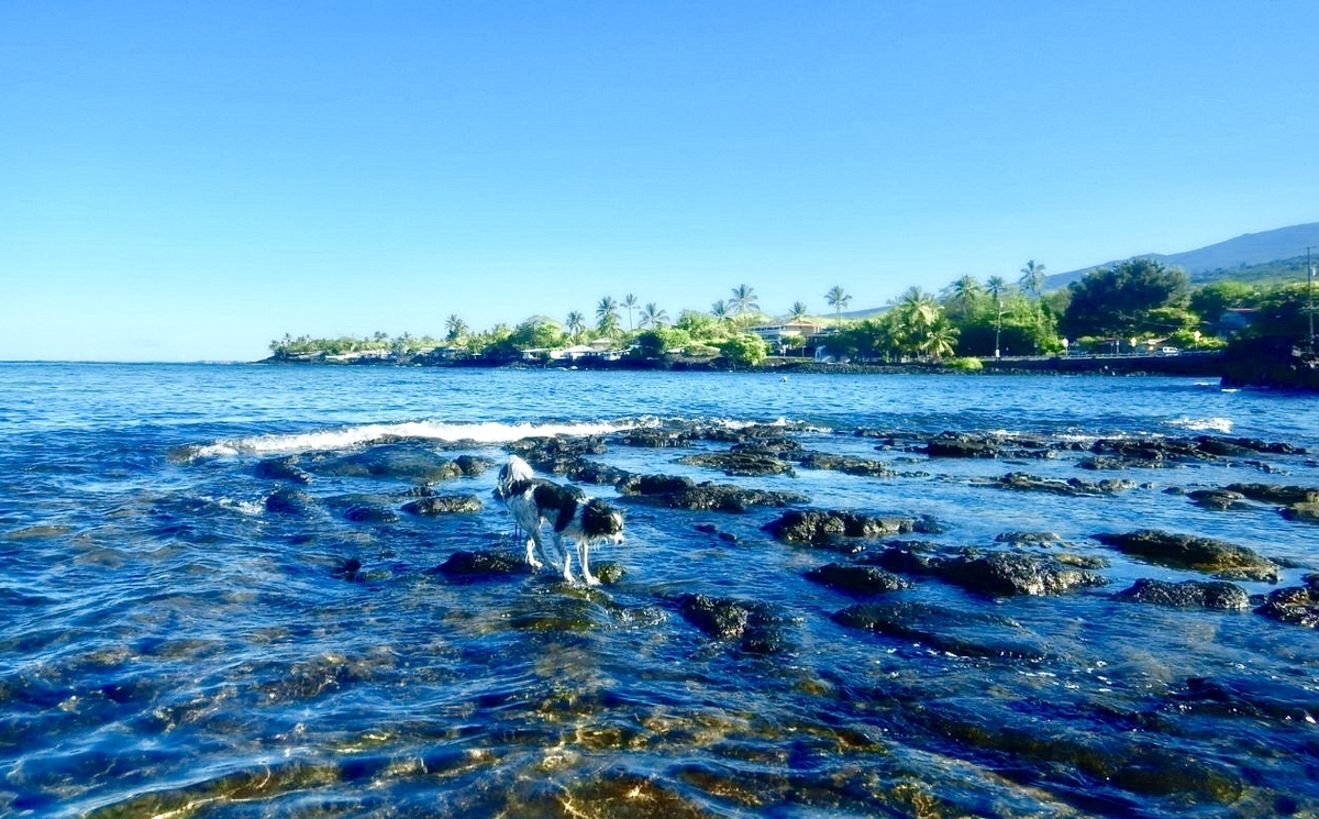 f:id:KonaHawaii:20200829130939j:plain