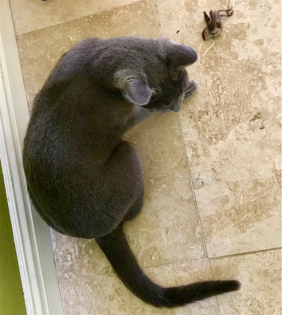 f:id:KonaHawaii:20210103081652j:image f:id:KonaHawaii:20210103081652j:image