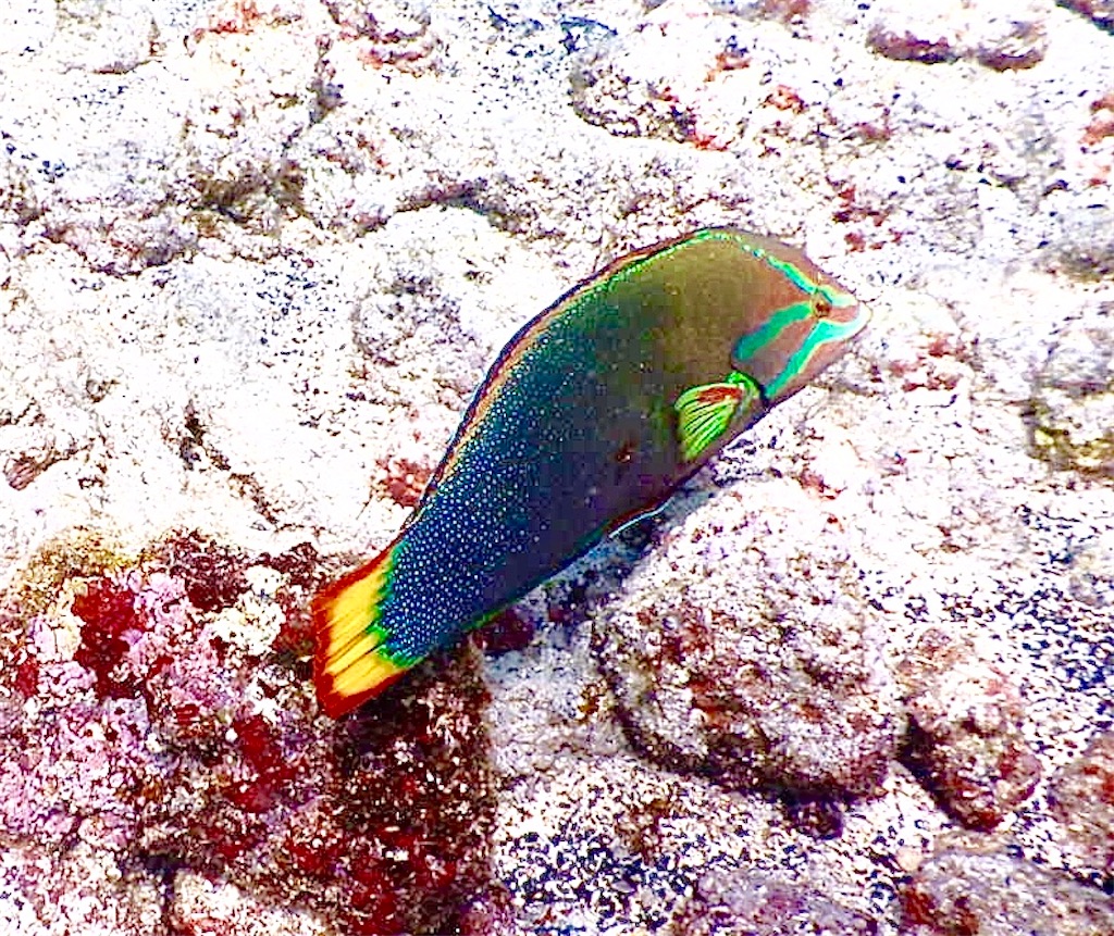 ヒナレア Hinalea ベラの仲間 Konahawaiiのブログ