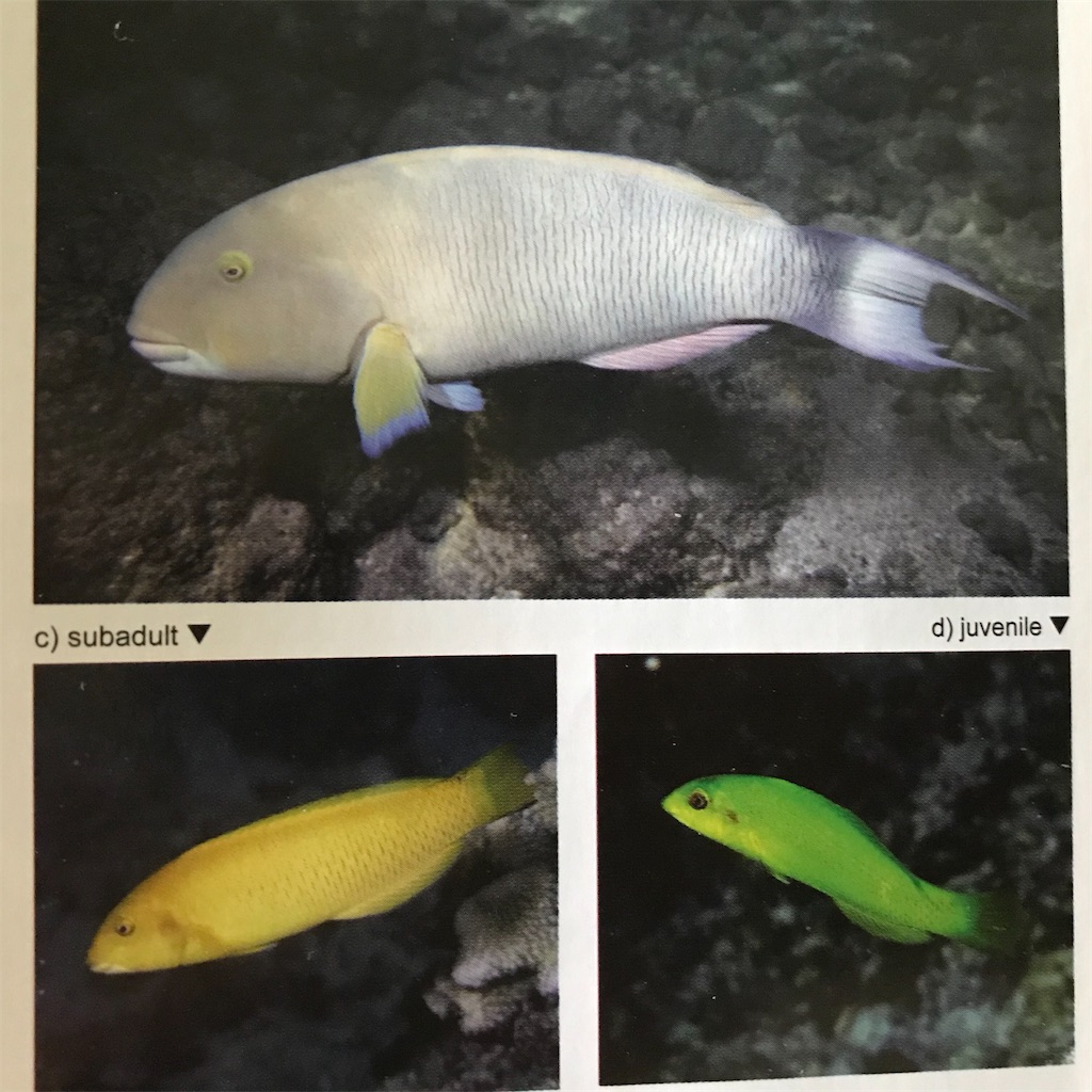 f:id:KonaHawaii:20210103082112j:image f:id:KonaHawaii:20210103082112j:image