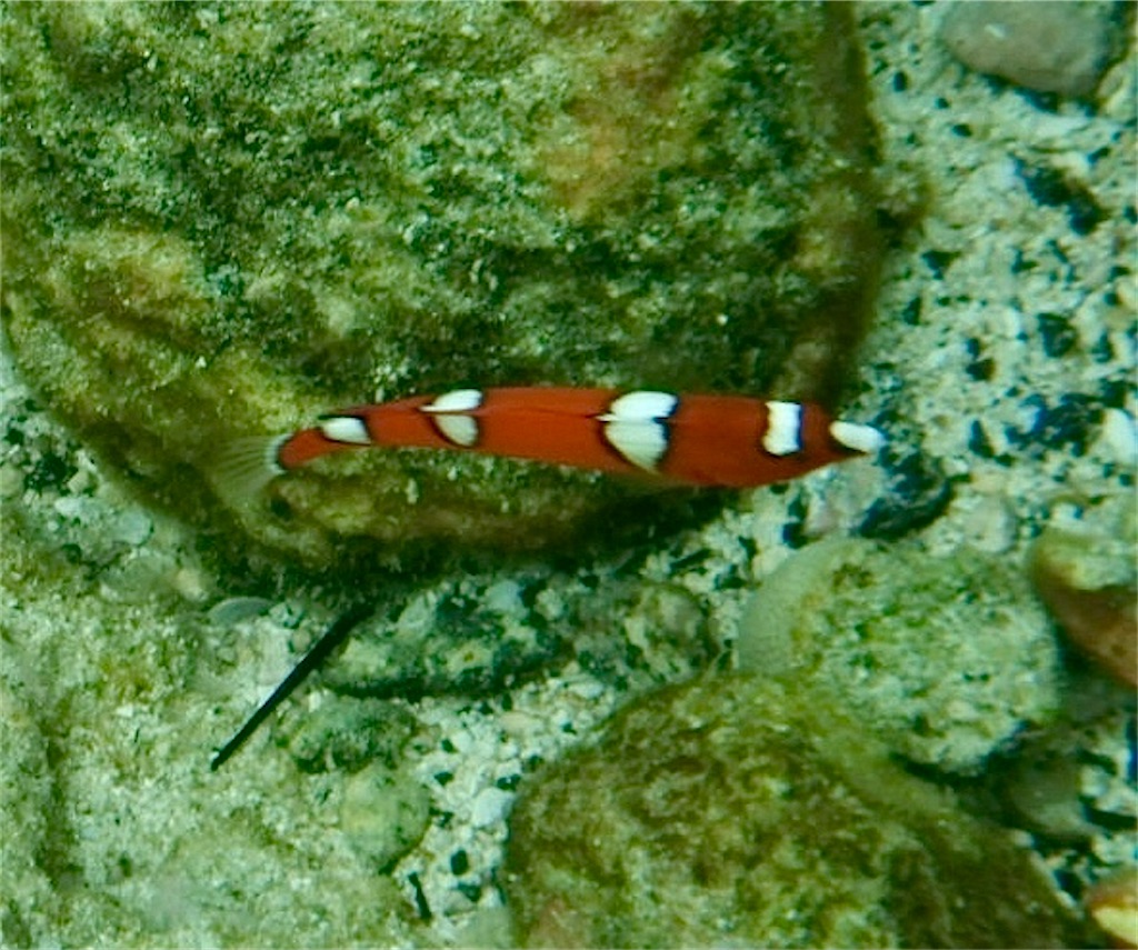 ヒナレア Hinalea ベラの仲間 Konahawaiiのブログ