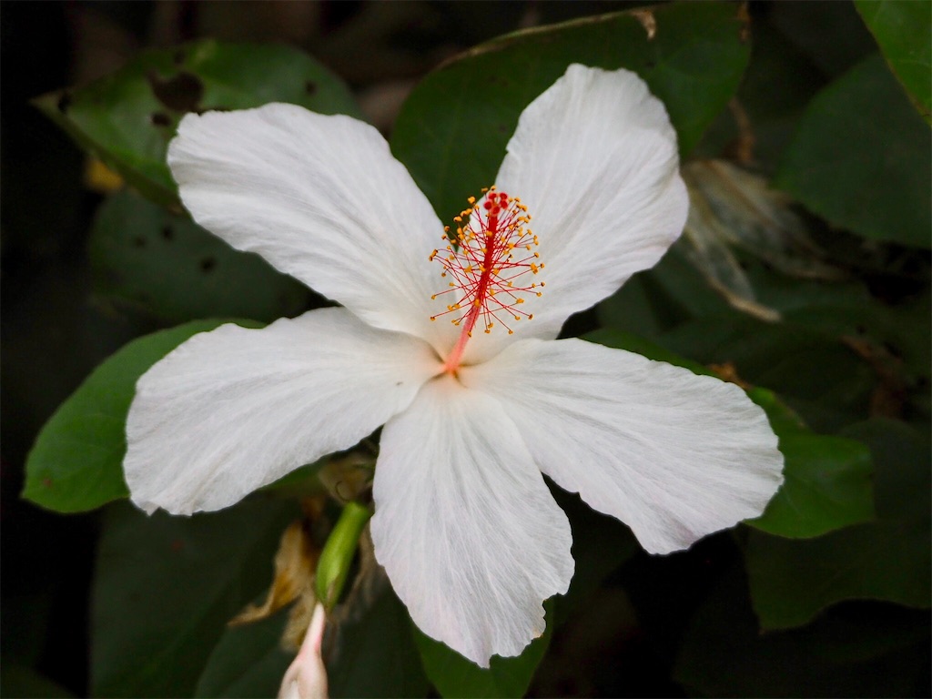f:id:KonaHawaii:20210107092130j:image