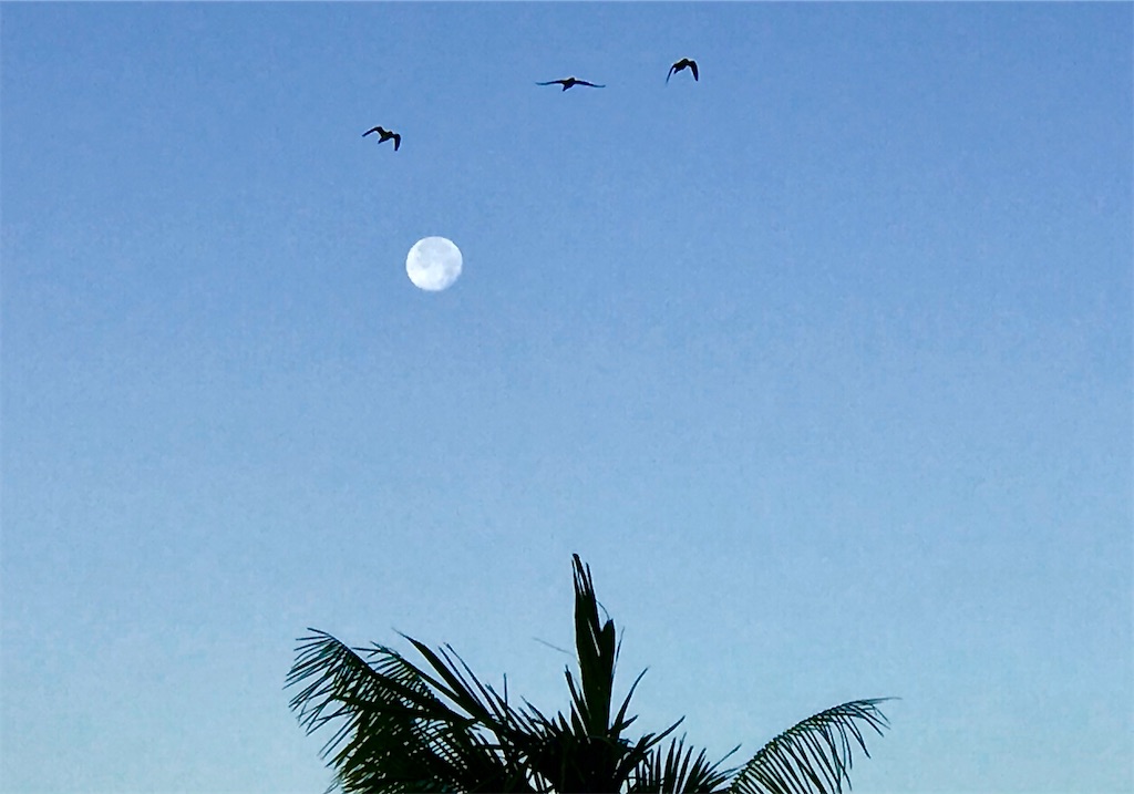 f:id:KonaHawaii:20210302081742j:plain