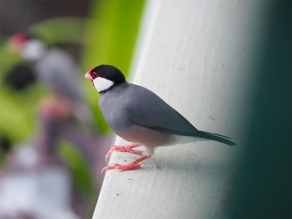 Jawa Sparrow 文鳥 Konahawaiiのブログ Jawa Sparrow 文鳥 Konahawaiiのブログ