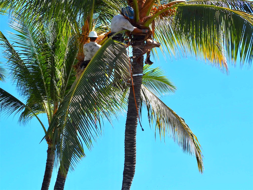 f:id:KonaHawaii:20210820122907j:image f:id:KonaHawaii:20210820122907j:image