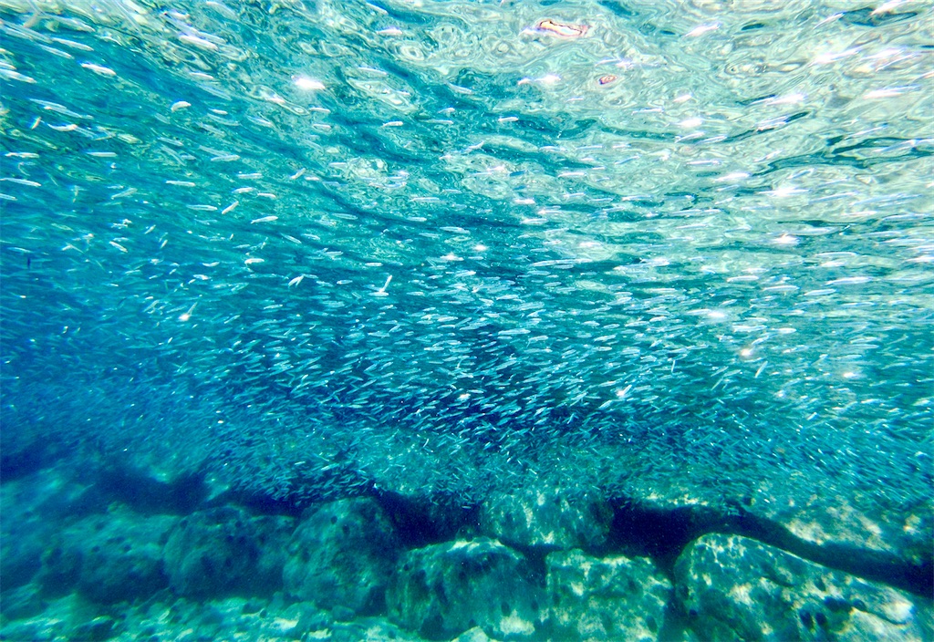 f:id:KonaHawaii:20210830072439j:image f:id:KonaHawaii:20210830072439j:image