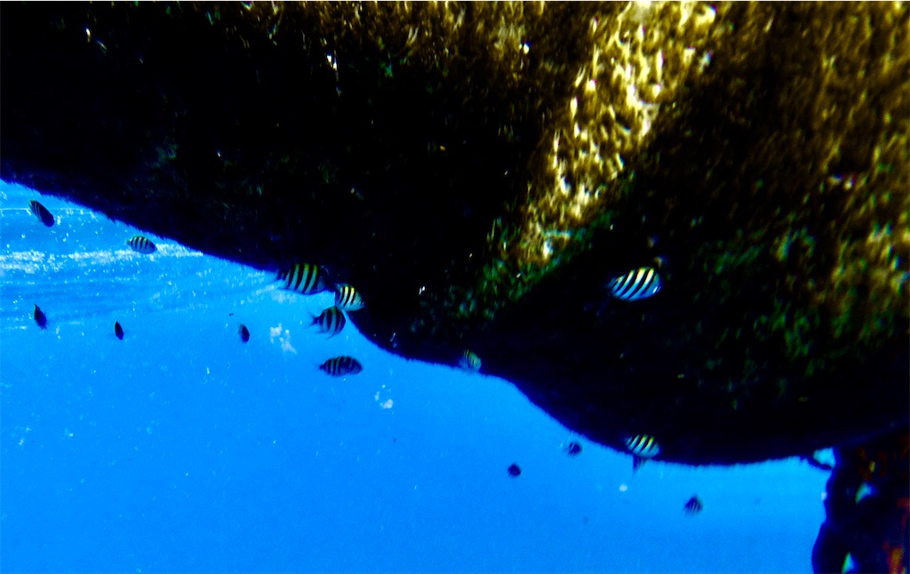 f:id:KonaHawaii:20210830072442j:image f:id:KonaHawaii:20210830072442j:image