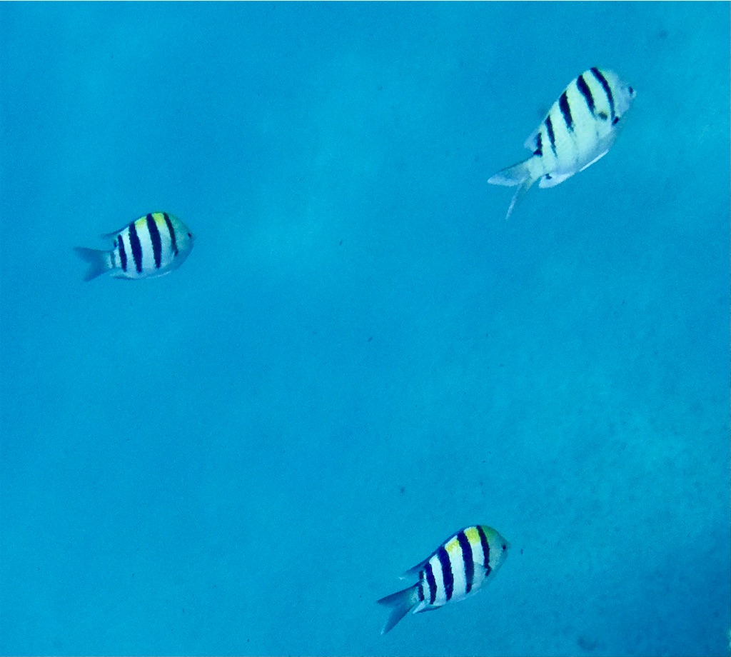 f:id:KonaHawaii:20210830072450j:image f:id:KonaHawaii:20210830072450j:image