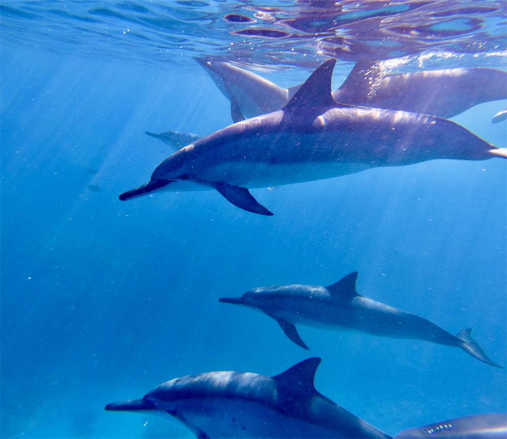 f:id:KonaHawaii:20220320110713j:image f:id:KonaHawaii:20220320110713j:image