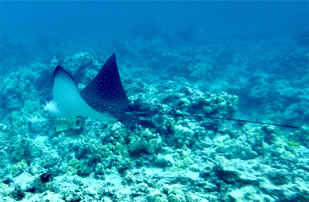 f:id:KonaHawaii:20220406033304j:plain