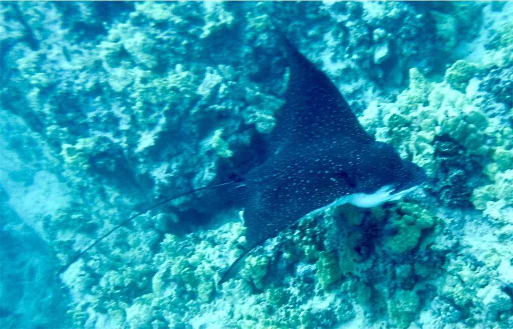 f:id:KonaHawaii:20220406033432j:plain