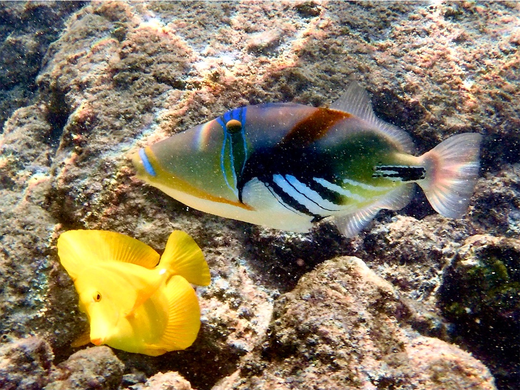f:id:KonaHawaii:20220710161735j:image