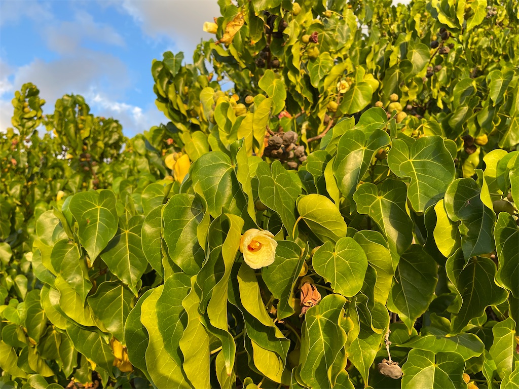 f:id:KonaHawaii:20220802095845j:image f:id:KonaHawaii:20220802095845j:image