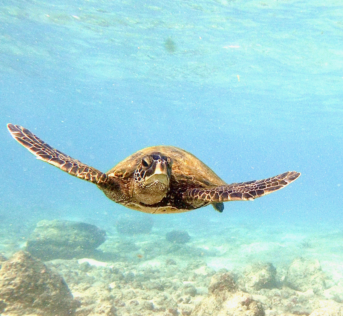 ホノルルで買った　亀とビーチの絵 カハルウ湾の亀 Honu in Kahalu'u Bay - KonaHawaiiのブログ