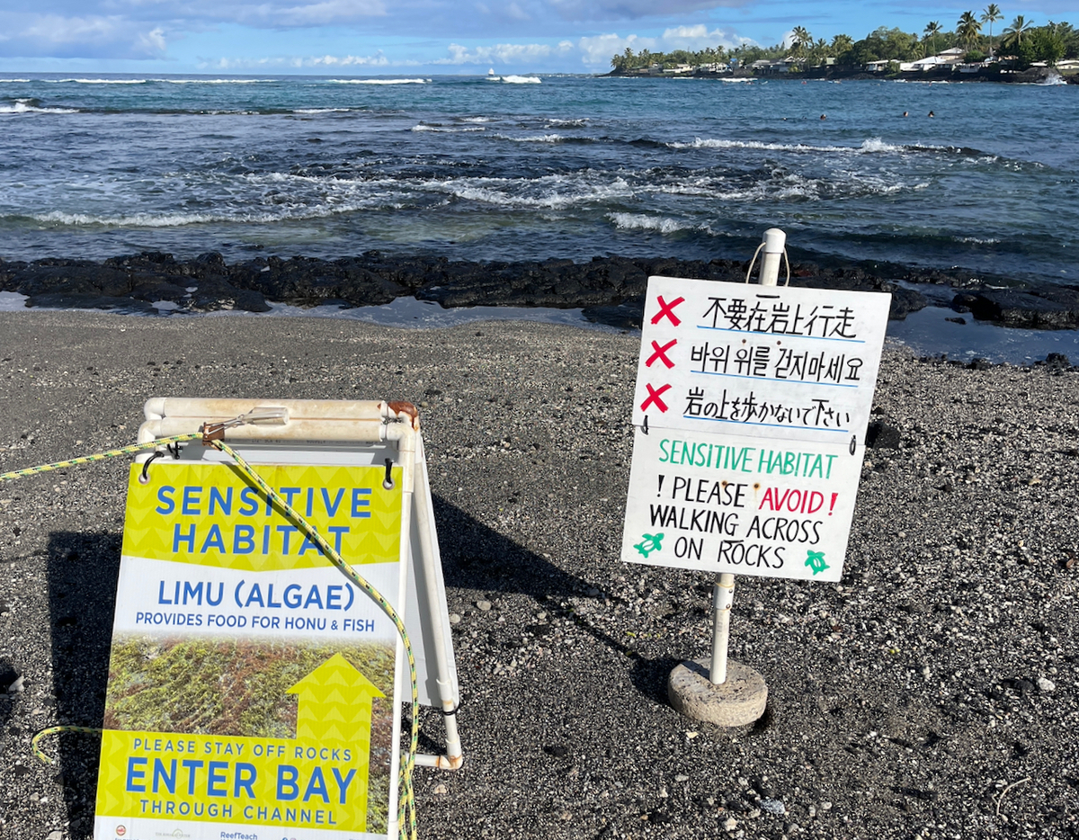カハルウ湾の亀 Honu in Kahalu'u Bay - KonaHawaiiのブログ