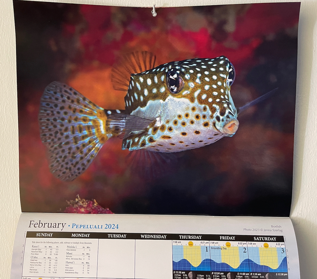 人気No.1 モア Moa, Boxfish (ハコフグ） - KonaHawaiiのブログ テープ・マスキングテープ