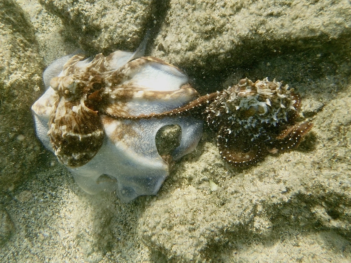 タコの交接 Mating of He'e - KonaHawaiiのブログ