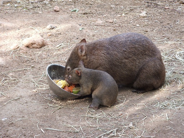 ウォンバットって何 ブリスベンの動物園にもいます カルメンの国際結婚雑記ブログ