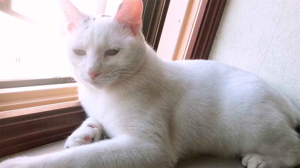 f:id:Konpotanau:20220827115237j:image