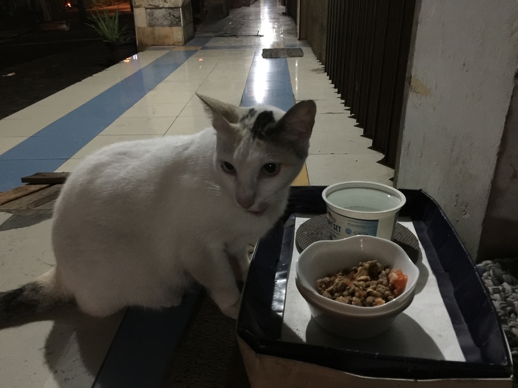 f:id:KorinKayoko:20181111090639j:plain f:id:KorinKayoko:20181111090639j:plain