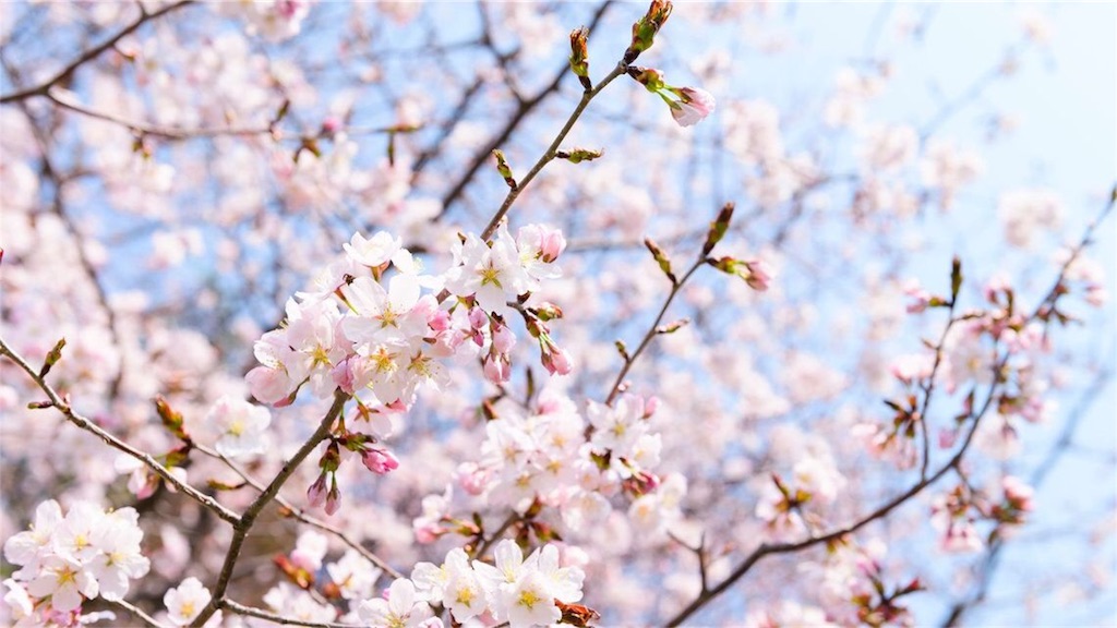 f:id:Kosuke424:20190319174126j:image f:id:Kosuke424:20190319174126j:image