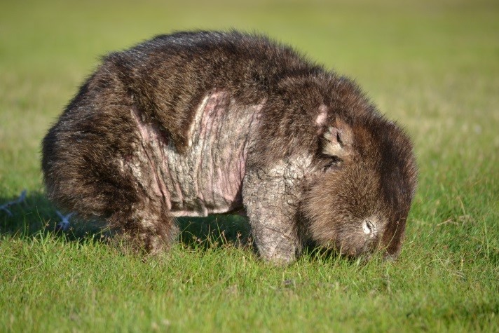 f:id:Kotaro_wombat:20200725145613j:plain f:id:Kotaro_wombat:20200725145613j:plain