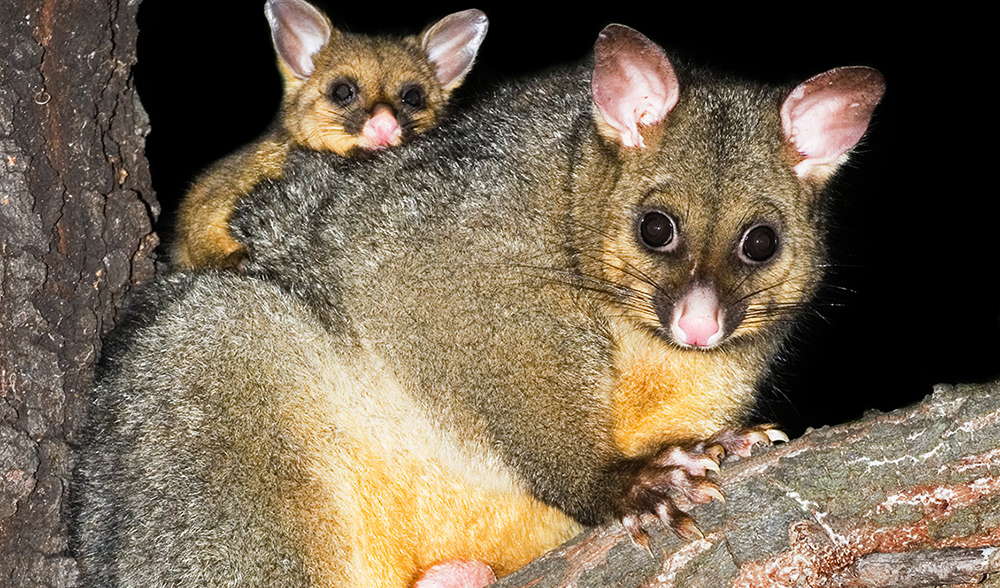 f:id:Kotaro_wombat:20200829214828j:plain