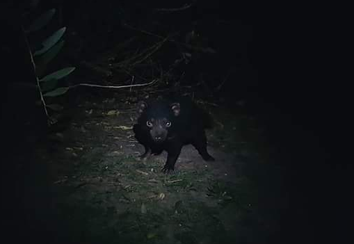 f:id:Kotaro_wombat:20200829215305p:plain