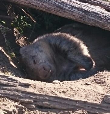 f:id:Kotaro_wombat:20200829215403j:plain