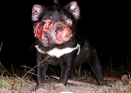 f:id:Kotaro_wombat:20201012212306j:plain