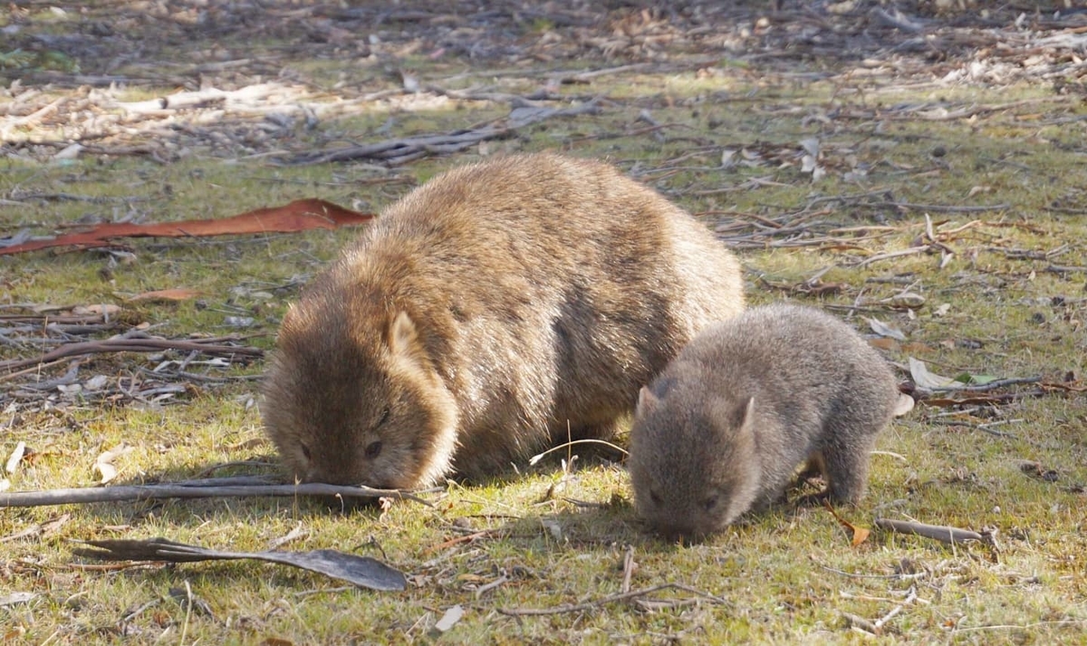 f:id:Kotaro_wombat:20210604092742j:plain