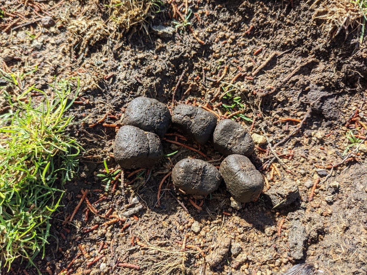 f:id:Kotaro_wombat:20210604094246j:plain