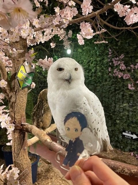 f:id:Kotori_Violet:20230507200710j:image