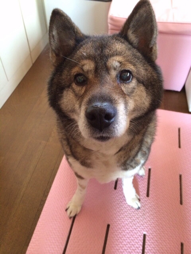 f:id:Kounotori:20161231074434j:plain f:id:Kounotori:20161231074434j:plain